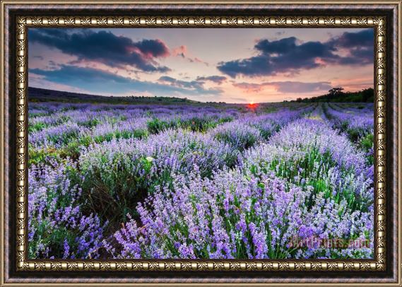 Collection 12 Lavender Sea Framed Painting