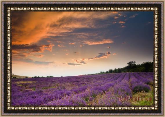 Collection 12 Lavender sunset Framed Painting