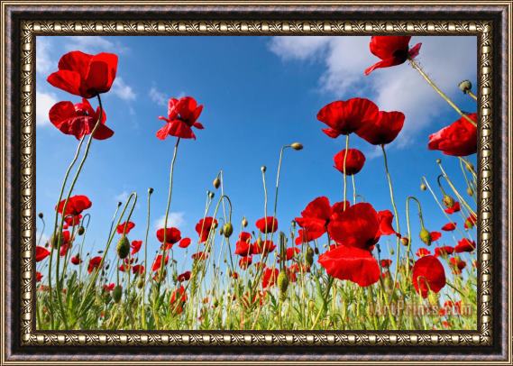 Collection 12 Poppies Season Framed Painting