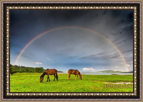 Collection 12 Rainbow Horses Framed Painting
