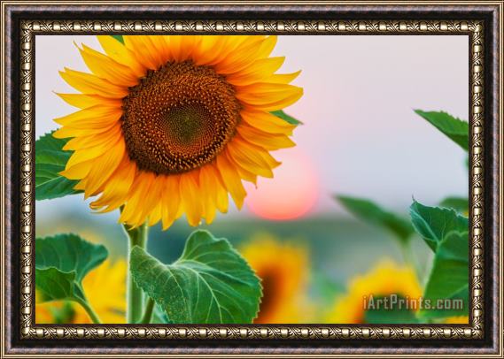 Collection 12 Sunflower Framed Painting