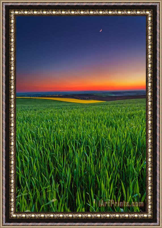 Collection 12 Twilight Fields Framed Painting