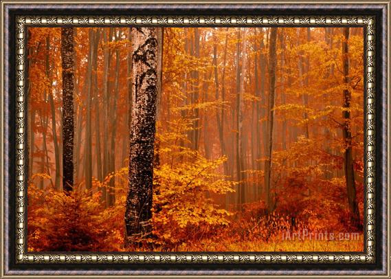 Collection 12 Welcome to Orange Forest Framed Painting