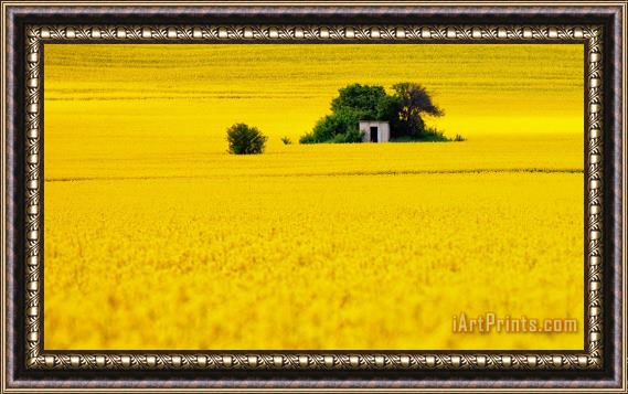 Collection 12 Yellow Framed Print