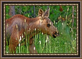 Babys First Steps Framed Prints - Baby Moose by Collection 14