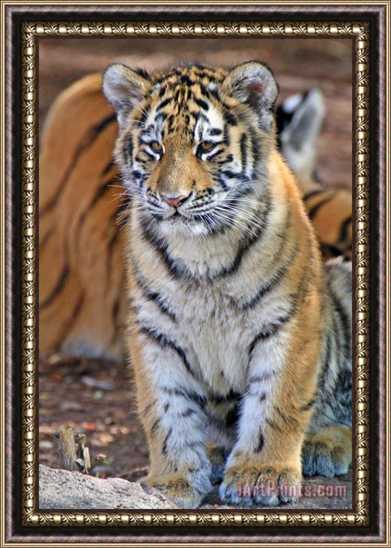 Collection 14 Baby Stripes Framed Print