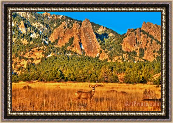 Collection 14 Buck and Flatirons Framed Print