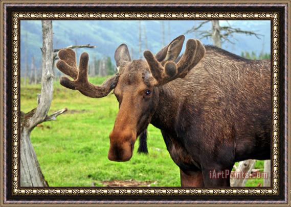 Collection 14 Bull Moose Framed Painting