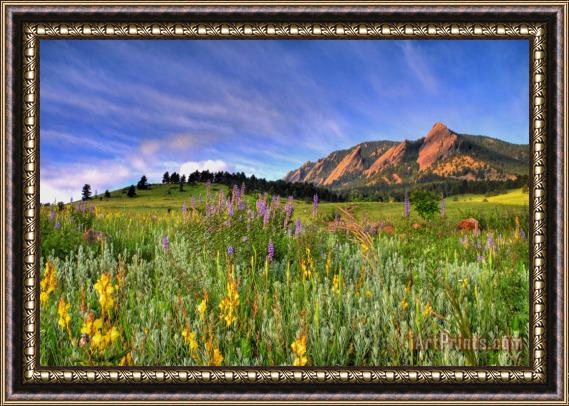 Collection 14 Colorado Wildflowers Framed Print