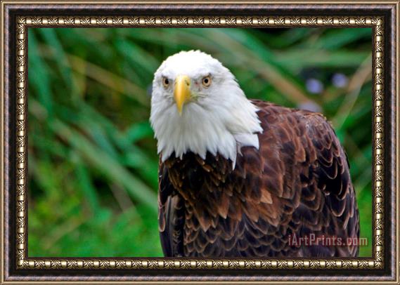 Collection 14 Freedom Framed Print