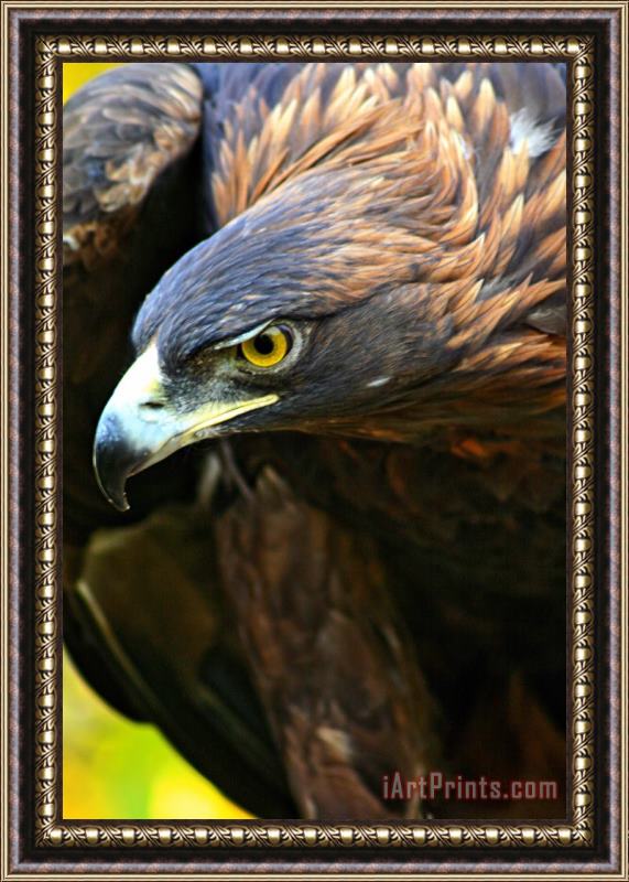 Collection 14 Golden Eye Framed Painting