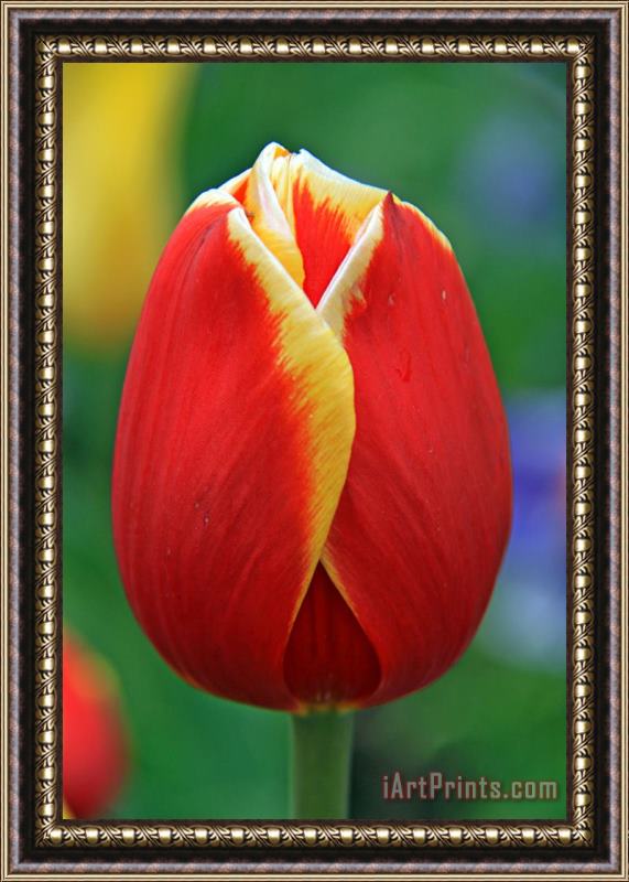 Collection 14 In The Spring Framed Print