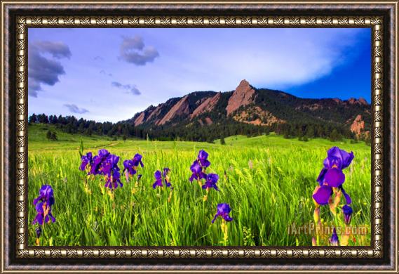 Collection 14 Iris and Flatirons Framed Painting