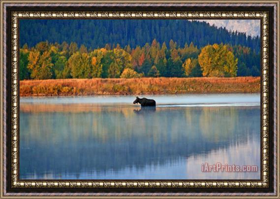 Collection 14 Moose Crossing Framed Painting