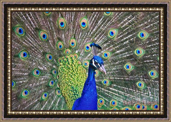 Collection 14 Peacock Colors Framed Painting