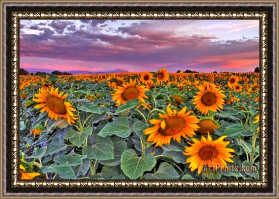 Collection 14 Pink Skies and Sunflowers Framed Painting
