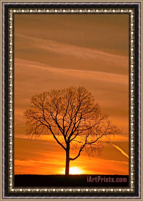 Collection 14 Rising Up Framed Print
