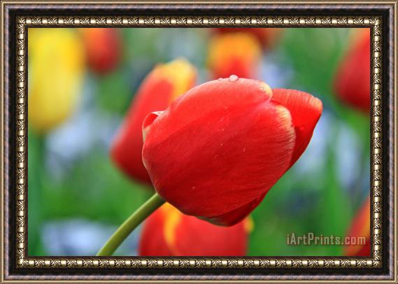 Collection 14 Spring Again Framed Print