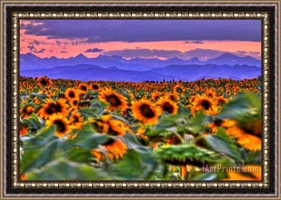 Collection 14 Sunsets and Sunflowers Framed Painting