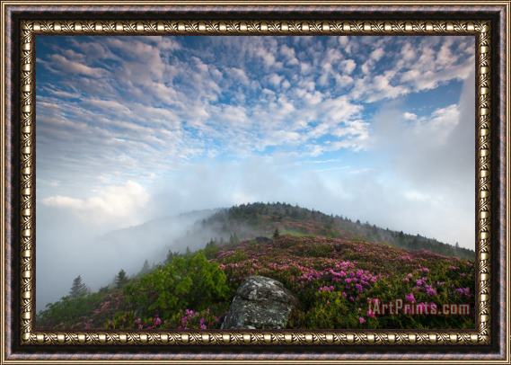 Collection 3 Blue Skies Above Catawba Rhododendron in the Roan Mountain Highlands Framed Painting
