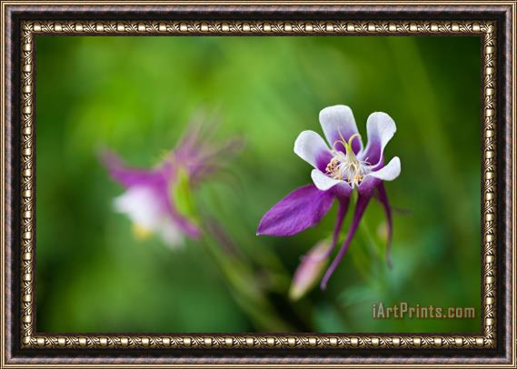 Collection 3 Purple Columbine Wildflower Framed Painting