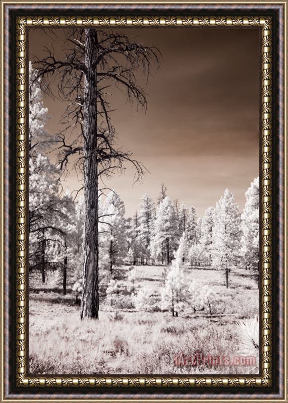 Collection 6 Bryce Canyon Infrared Trees Framed Painting