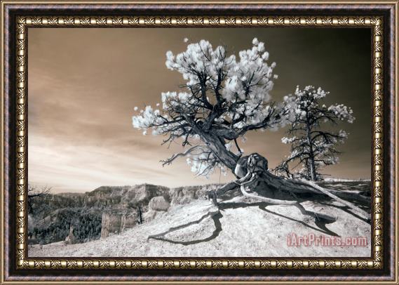 Collection 6 Bryce Canyon Tree Sculpture Framed Painting