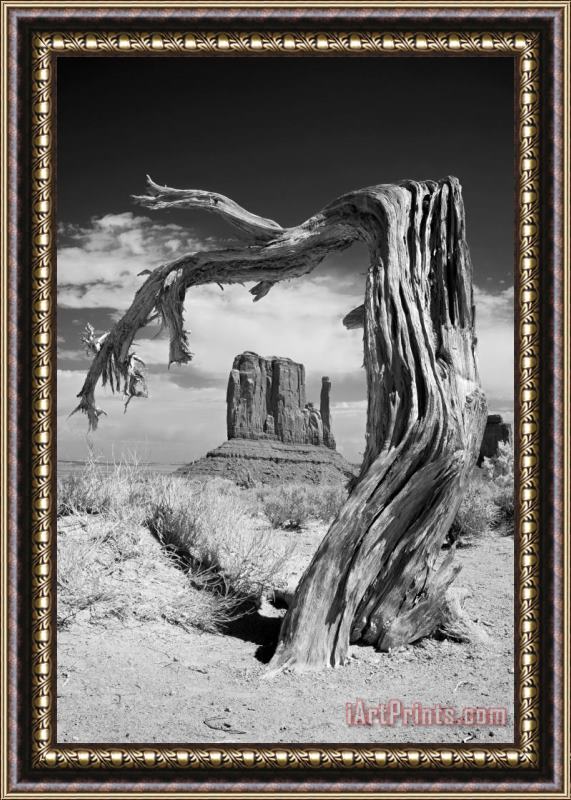 Collection 6 Desert Tree Framed Painting
