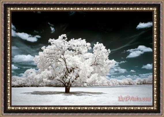 Collection 6 Dreamscape Tree Framed Painting