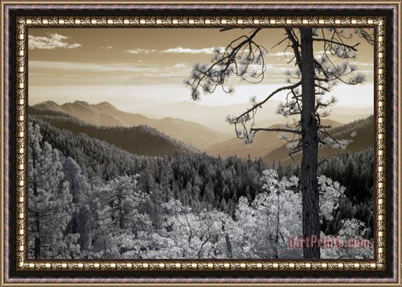 Collection 6 Sequoia View Framed Print
