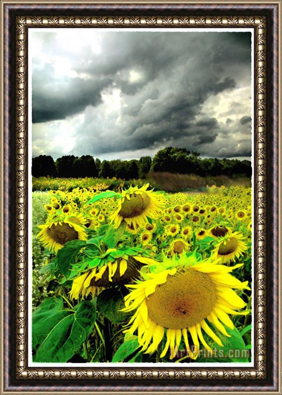 Collection 8 August storm Framed Print