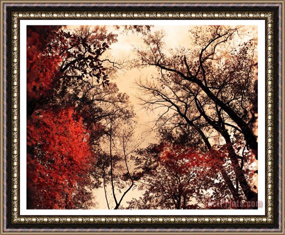 Collection 8 October afternoon Framed Print