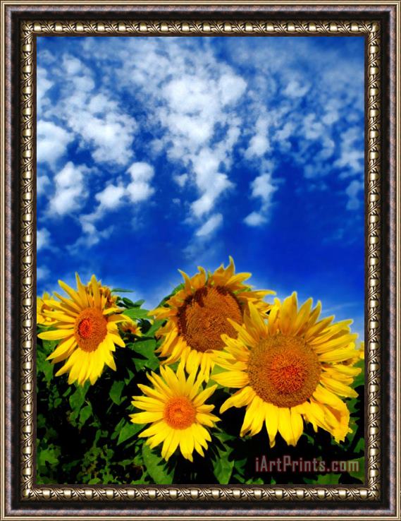 Collection 8 Sky and bloom Framed Painting