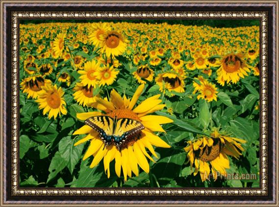 Collection 8 Sunday afternoon Framed Print
