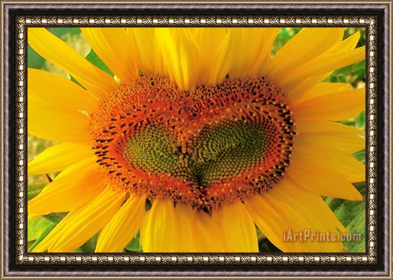 Collection 8 Wild heart Framed Print