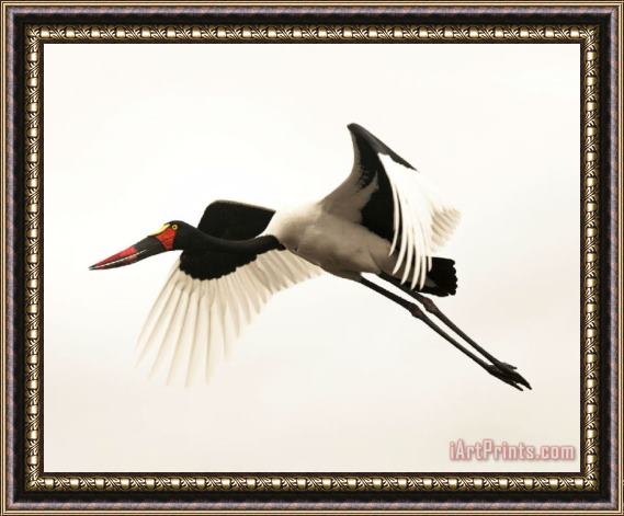 Collection Red-crowned Crane Framed Painting