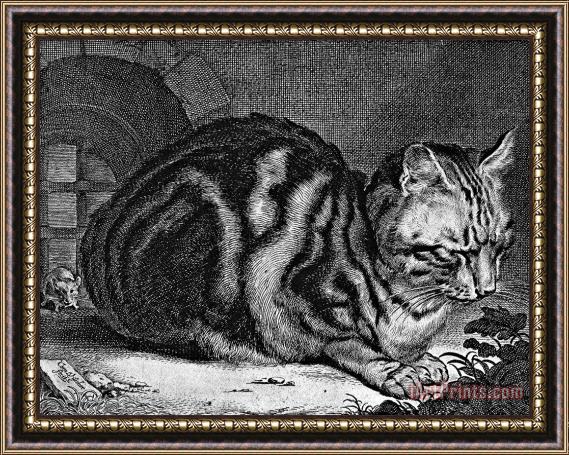 Cornelis Visscher Sleeping Cat Engraving Framed Print