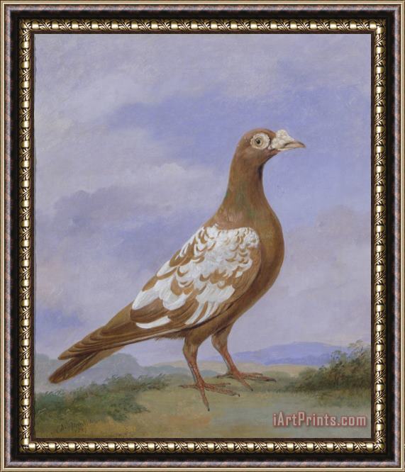 D the younger Wolstenholme Red Pied Carrier Pigeon Framed Painting