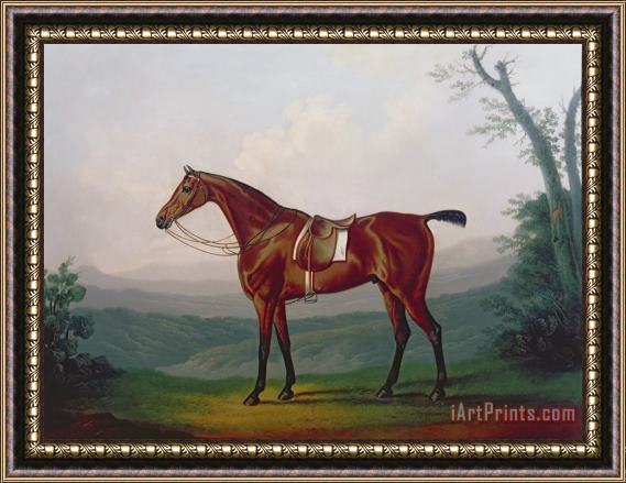 Daniel Clowes Portrait of a Race Horse Framed Painting