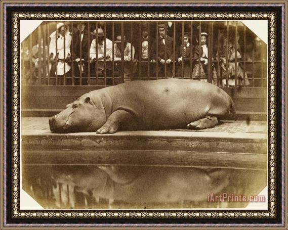 Don Juan, Comte De Montizon Obaysch, The Hippopotamus, London Zoo Framed Print