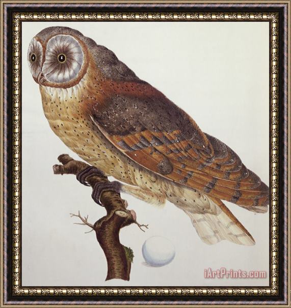 Dutch School Barn Owl Framed Painting