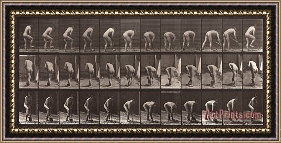 Eadweard J. Muybridge Animal Locomotion, Plate 388 Framed Print