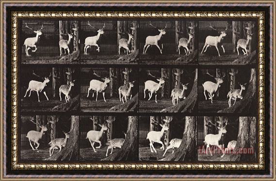 Eadweard J. Muybridge Animal Locomotion, Plate 686 Framed Painting