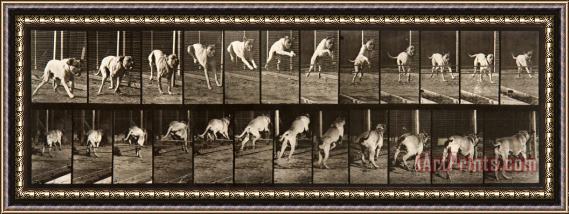 Eadweard J. Muybridge Animal Locomotion, Plate 712 Framed Print