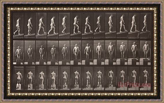 Eadweard J. Muybridge Animal Locomotion, Plate 74 Framed Print