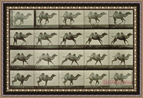 Eadweard Muybridge Camel Framed Print