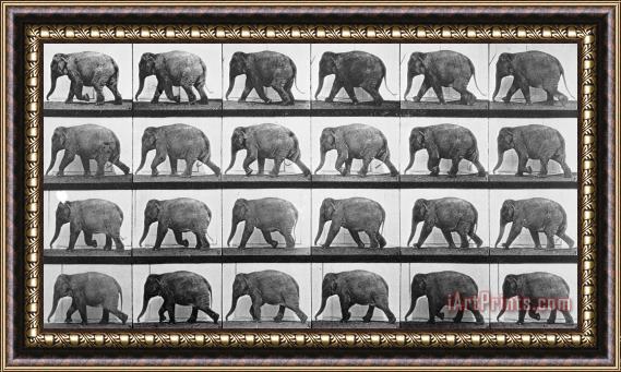 Eadweard Muybridge Elephant Walking Framed Painting