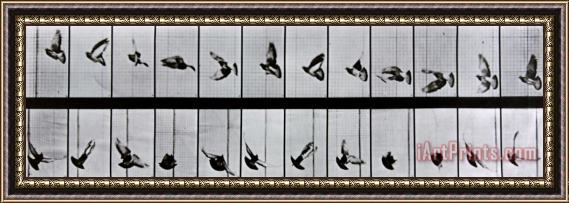 Eadweard Muybridge Flying Bird Framed Print