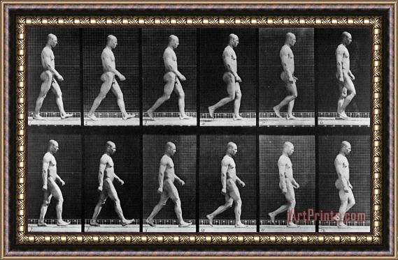 Eadweard Muybridge Man Walking Framed Painting