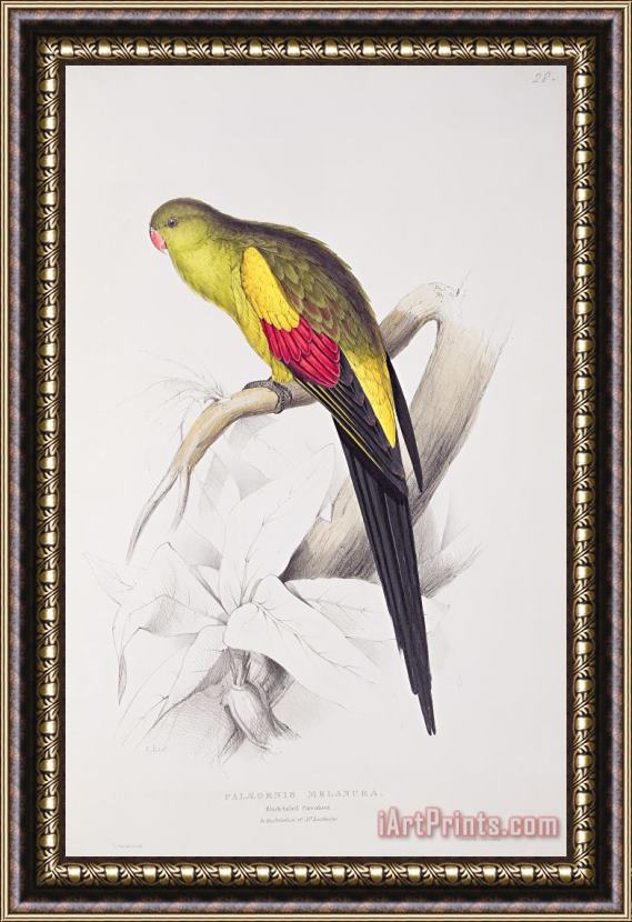 Edward Lear Black Tailed Parakeet Framed Print